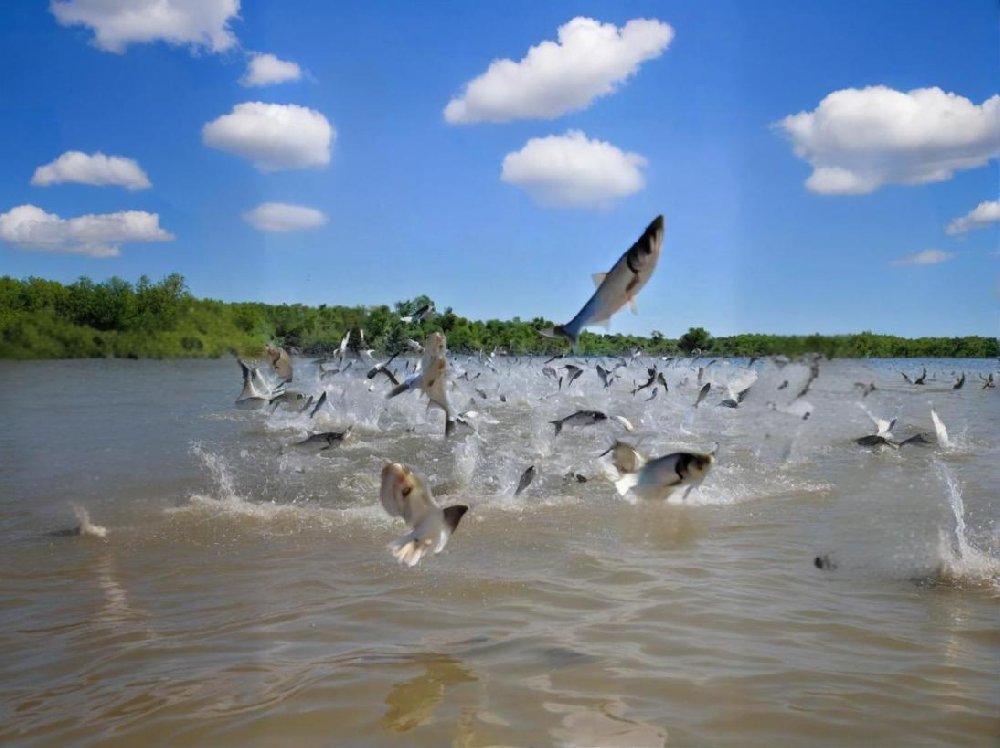 如何鑒別水產(chǎn)品中是否含有甲醛?