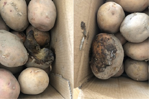 明知故犯!隔夜蟹、變質(zhì)土豆上了消費(fèi)者餐桌,誰(shuí)給的勇氣