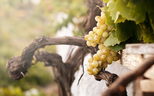 含有農(nóng)藥殘留的農(nóng)產(chǎn)品能不能吃?農(nóng)藥殘留是否超標(biāo)如何確定? 含有農(nóng)藥殘留的農(nóng)產(chǎn)品能不能吃?農(nóng)藥殘留是否超標(biāo)如何確定?