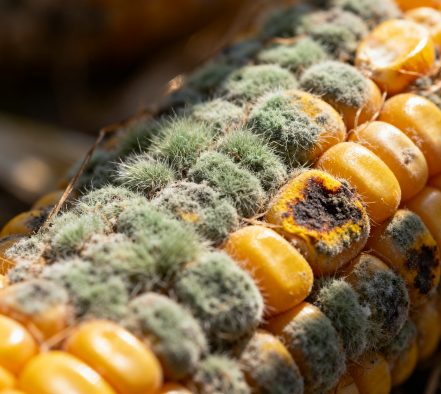 實(shí)驗(yàn)室用真菌毒素檢測(cè)儀的工作原理是什么?如何選擇適合自己實(shí)驗(yàn)室的真菌毒素檢測(cè)儀?